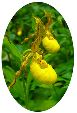 yellow ram's head orchid